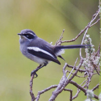 Fairy Flycatcher